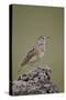 Rufous-Naped Lark (Mirafra Africana), Serengeti National Park, Tanzania, East Africa, Africa-James Hager-Stretched Canvas