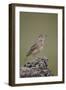 Rufous-Naped Lark (Mirafra Africana), Serengeti National Park, Tanzania, East Africa, Africa-James Hager-Framed Photographic Print