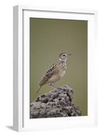 Rufous-Naped Lark (Mirafra Africana), Serengeti National Park, Tanzania, East Africa, Africa-James Hager-Framed Photographic Print