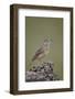 Rufous-Naped Lark (Mirafra Africana), Serengeti National Park, Tanzania, East Africa, Africa-James Hager-Framed Photographic Print