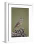 Rufous-Naped Lark (Mirafra Africana), Serengeti National Park, Tanzania, East Africa, Africa-James Hager-Framed Photographic Print