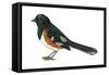 Rufous-Sided Towhee (Pipilo Erythrophthalmus), Birds-Encyclopaedia Britannica-Framed Stretched Canvas