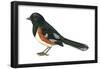 Rufous-Sided Towhee (Pipilo Erythrophthalmus), Birds-Encyclopaedia Britannica-Framed Poster