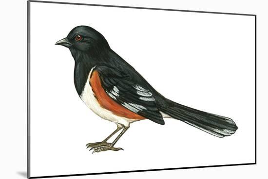 Rufous-Sided Towhee (Pipilo Erythrophthalmus), Birds-Encyclopaedia Britannica-Mounted Poster