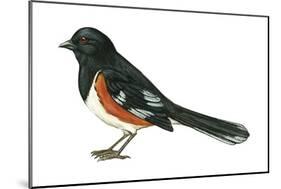 Rufous-Sided Towhee (Pipilo Erythrophthalmus), Birds-Encyclopaedia Britannica-Mounted Poster