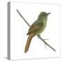 Rufous-Tailed Flatbill (Ramphotrigon Ruficauda), Birds-Encyclopaedia Britannica-Stretched Canvas