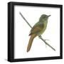 Rufous-Tailed Flatbill (Ramphotrigon Ruficauda), Birds-Encyclopaedia Britannica-Framed Poster