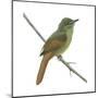 Rufous-Tailed Flatbill (Ramphotrigon Ruficauda), Birds-Encyclopaedia Britannica-Mounted Poster