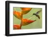 Rufous-tailed hummingbird feeding from Heliconia flower, La Selva Field Station, Costa Rica-Phil Savoie-Framed Photographic Print