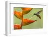 Rufous-tailed hummingbird feeding from Heliconia flower, La Selva Field Station, Costa Rica-Phil Savoie-Framed Photographic Print