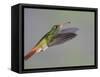 Rufous-tailed Hummingbird-Arthur Morris-Framed Stretched Canvas