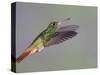 Rufous-tailed Hummingbird-Arthur Morris-Stretched Canvas