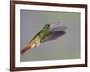 Rufous-tailed Hummingbird-Arthur Morris-Framed Photographic Print