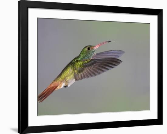 Rufous-tailed Hummingbird-Arthur Morris-Framed Photographic Print