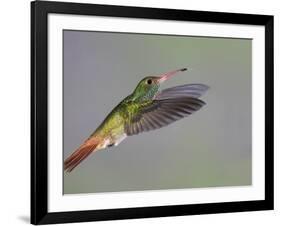 Rufous-tailed Hummingbird-Arthur Morris-Framed Photographic Print