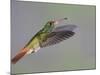 Rufous-tailed Hummingbird-Arthur Morris-Mounted Photographic Print
