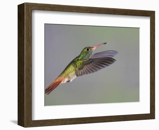 Rufous-tailed Hummingbird-Arthur Morris-Framed Photographic Print