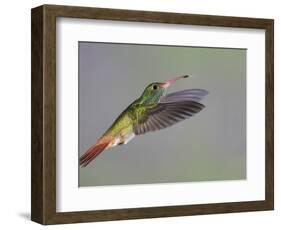 Rufous-tailed Hummingbird-Arthur Morris-Framed Photographic Print