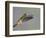 Rufous-tailed Hummingbird-Arthur Morris-Framed Photographic Print