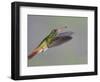 Rufous-tailed Hummingbird-Arthur Morris-Framed Photographic Print