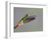 Rufous-tailed Hummingbird-Arthur Morris-Framed Photographic Print