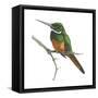 Rufous-Tailed Jacamar (Galbula Ruficauda), Birds-Encyclopaedia Britannica-Framed Stretched Canvas