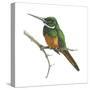 Rufous-Tailed Jacamar (Galbula Ruficauda), Birds-Encyclopaedia Britannica-Stretched Canvas