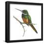 Rufous-Tailed Jacamar (Galbula Ruficauda), Birds-Encyclopaedia Britannica-Framed Poster