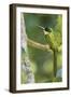 Rufous-Tailed Jacamar-Ken Archer-Framed Photographic Print