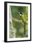 Rufous-Tailed Jacamar-Ken Archer-Framed Photographic Print