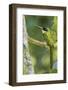 Rufous-Tailed Jacamar-Ken Archer-Framed Photographic Print