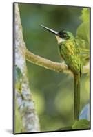 Rufous-Tailed Jacamar-Ken Archer-Mounted Photographic Print