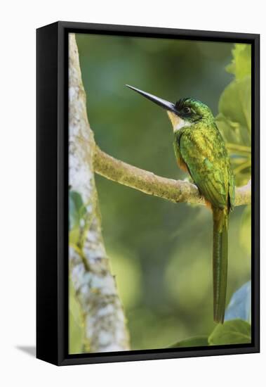 Rufous-Tailed Jacamar-Ken Archer-Framed Stretched Canvas