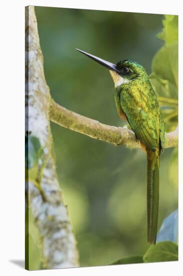 Rufous-Tailed Jacamar-Ken Archer-Stretched Canvas