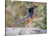 Rufous Towhee (Eastern Towhee)-Gary Carter-Stretched Canvas