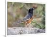 Rufous Towhee (Eastern Towhee)-Gary Carter-Framed Photographic Print