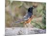 Rufous Towhee (Eastern Towhee)-Gary Carter-Mounted Photographic Print