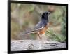 Rufous Towhee (Eastern Towhee)-Gary Carter-Framed Photographic Print