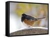 Rufous Towhee in Winter, Mcleansville, North Carolina, USA-Gary Carter-Framed Stretched Canvas