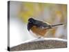Rufous Towhee in Winter, Mcleansville, North Carolina, USA-Gary Carter-Stretched Canvas
