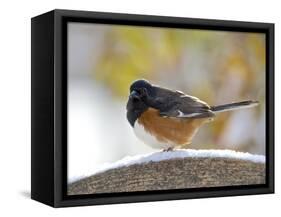 Rufous Towhee in Winter, Mcleansville, North Carolina, USA-Gary Carter-Framed Stretched Canvas