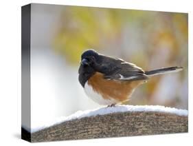 Rufous Towhee in Winter, Mcleansville, North Carolina, USA-Gary Carter-Stretched Canvas