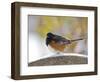 Rufous Towhee in Winter, Mcleansville, North Carolina, USA-Gary Carter-Framed Photographic Print