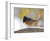 Rufous Towhee in Winter, Mcleansville, North Carolina, USA-Gary Carter-Framed Photographic Print