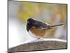 Rufous Towhee in Winter, Mcleansville, North Carolina, USA-Gary Carter-Mounted Photographic Print