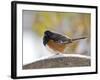 Rufous Towhee in Winter, Mcleansville, North Carolina, USA-Gary Carter-Framed Photographic Print