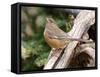 Rufous Towhee, Mcleansville, North Carolina, USA-Gary Carter-Framed Stretched Canvas