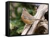 Rufous Towhee, Mcleansville, North Carolina, USA-Gary Carter-Framed Stretched Canvas