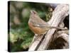 Rufous Towhee, Mcleansville, North Carolina, USA-Gary Carter-Stretched Canvas