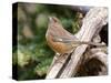 Rufous Towhee, Mcleansville, North Carolina, USA-Gary Carter-Stretched Canvas
